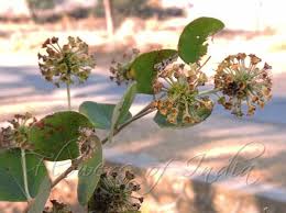 Image result for Anogeissus