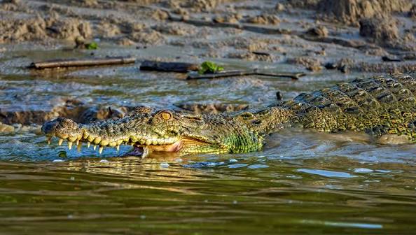 saltwater crocodile - Kinabatangan River, Borneo 9 | Flickr