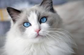 Siberian cats are quiet so you won't need to deal with excessive meowing or crying. 17 Long Haired Cat Breeds To Swoon Over Daily Paws