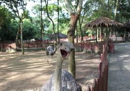 Walk among pretty flamingos, amusing raccoons and the crocodiles, the emu and the ostriches. A Famosa Resort Melaka Updated 2021 All You Need To Know Before You Go With Photos Tripadvisor