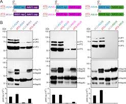 Image result for Blue 1998 AAV