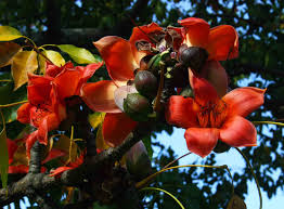 Image result for Bombax