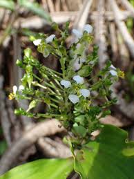 Image result for Aneilema beniniense