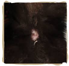Find out how to prevent them. How To Identify Treat And Prevent Tapeworms In Cats Pethelpful By Fellow Animal Lovers And Experts