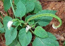 Image result for Heliotropium indicum