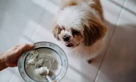 Is there anything I can feed my dog to help with diarrhea?