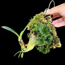 Image result for Commiphora schlechteri