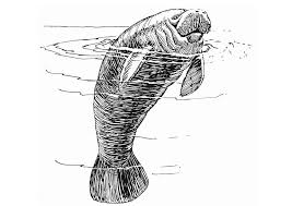 At present, there are three species of manatees in existence: Coloring Page Manatee Free Printable Coloring Pages Img 13230