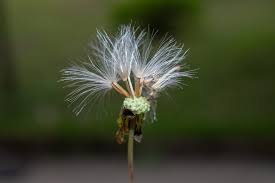 Image result for Emilia schinzii