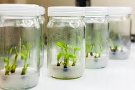 Auxins were the first class of plant hormones to be identified. Plant Growth Regulator S Impact On Tissue Culture Plant Cell Technology Your Partner In Plant Tissue Culture