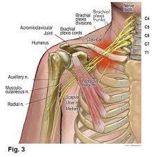 Treating Pinched Nerves Medical Massage Muscle Anatomy Massage Therapy