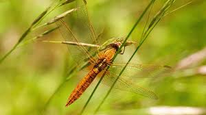 Image result for Libellulidae