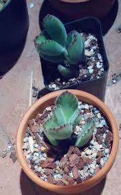 But, what if you live up north, in the tropics, or anywhere in this article, we'll dive into the soil needs of cacti and what you can do to help them thrive. Trying Out Al S Gritty Mix Succulenting