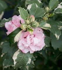 You can line multiple plants up. Rose Of Sharon Sugar Tip Hibiscus Syriacus 5 6 Tall Blooms July August Variegated Leaves Bicolor Flower Rose Of Sharon Hibiscus Small Urban Garden