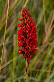 Image result for Disa welwitschii