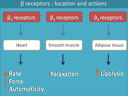 Location And Action Of Beta Receptors Cardiac Disorder Beta Blockers Pharmacology Nursing