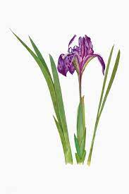 Download Premium Vector Of Vintage Iris Flower Illustration Vector 2098366 Flower Illustration Iris Flowers Artwork Painting