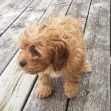 The cavapoo and cavoodle are both names for the poodle and cavalier mix. Dash Cavapoo Puppy 635461 Puppyspot