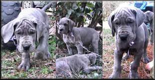 Are you thinking of getting a new great dane puppy or just interested in learning more about the great dane puppies? Great Dane Puppies For Sale Nj Petsidi