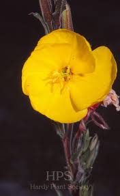 Image result for Oenothera indecora