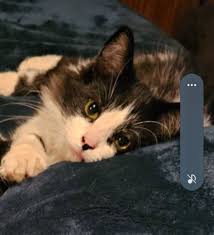 Lost big black rabbit in Spokane area