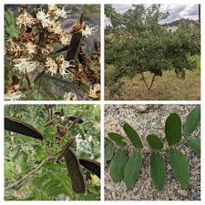 Image result for Julbernardia