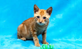 Please ask to speak to a barc representative. Kitten Adoption Houston The Y Guide