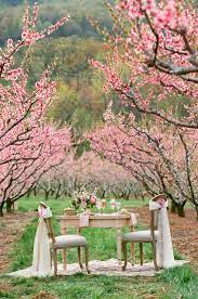 Virginia Orchard Bridal Inspiration From Jen Fariello Photography Cherry Blossom Wedding Theme Cherry Blossom Wedding Cherry Blossom Wedding Inspiration
