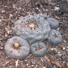 Compounds such as mescaline cause it to have a hallucinogenic effect in humans who peyote may also have some health benefits, but research is still in its early stages. Pdf A Tale Of Two Cacti The Complex Relationship Between Peyote Lophophora Williamsii And Endangered Star Cactus Astrophytum Asterias