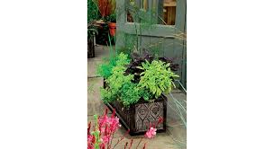Un choix unique de plante fleurie extérieur disponible dans notre magasin. 26 Fleurs Pour Un Decor Estival Original Et Haut En Couleur