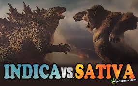 Soon after the trailer went viral on social media, the internet responded with a barrage of hilarious responses and memes predicting the possible outcome of the. Indica Vs Sativa Godzilla Vs Kong Movie Poster Weed Memes Cannabis3000 Com