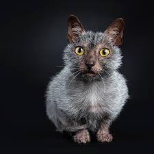 I've already bought a zoom groom, a brush, and have the furminator on my wishlist, but it would be nice to start. 10 Cats That Don T Shed To Save Your Couch And Possibly Your Sinuses