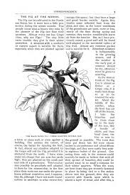 Vicks Illustrated Monthly Magazine; vol 6, no. 1; Jan. 1883