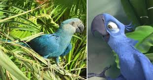 Blue Parrot That Inspired The Movie Rio Has Officially Been Declared Extinct In The Wild Parrot Animals Parrot Toys