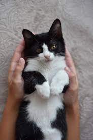 My 6 Months Old Kitten S First Day In 2019 Chats Et Chatons Chat Noir Et Blanc Chat