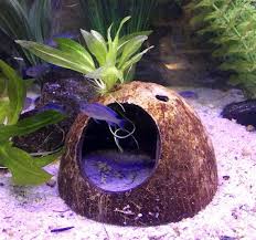 Aquarium Cave 2 Coconut Shell Cave Hide Pleco Cave Etsy Fish Tank Decorations Aquarium Decorations Diy Fish Tank