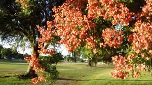Find the perfect chinese lantern tree stock photo. Wonderful Orange Chinese Lanterna Tree Hd Youtube