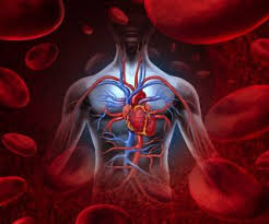 Image result for circulatory system diagram