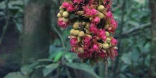 Image result for Englerodendron