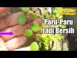 Kuras Habis Lendir Racun Di Paru Paru Mu Dengan Herbal Ini Setiap Hari Youtube Paru Paru Obat Alami Tanaman Obat
