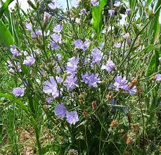 Image result for Cichorium