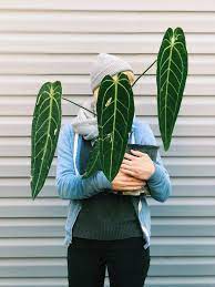 Pin On Plants