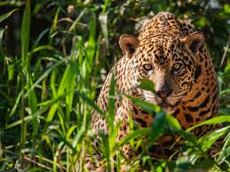 Having no contact with the outside world. 10 Enthralling Jaguar Facts
