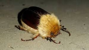 Image result for Sparrmannia