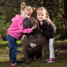 Maybe you would like to learn more about one of these? Pitbull Puppies For Sale In Georgia Mugleston Farms The Next Generation