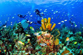 3 Useful Tips When Planning To Scuba Dive In Punta Cana Somos Orlando Florida