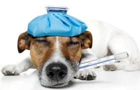 We did not find results for: Prayer For Healing A Sick Dog Pet
