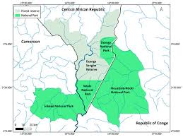 Image result for Gilbertiodendron dewevrei