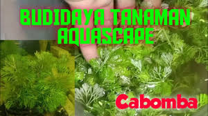 Anda dapat membaca juga cara budidaya anubias dan cara budidaya rumput laut di air tawar. Ilmu Tani Cara Menanam Tanaman Air Cabomba Buat Hiasan Aquascape Cara Sendiri Mudah Di 2021 Rabab Minangkabau
