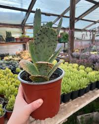 Image result for Kalanchoe marmorata